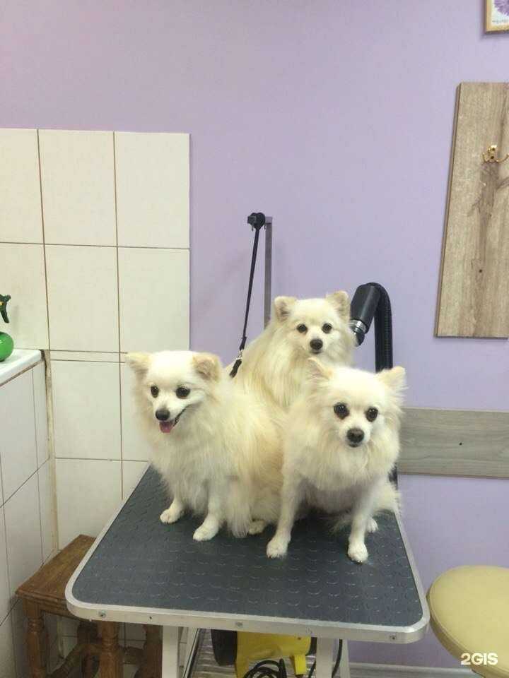 Отзывы на компанию Каштанка в Липецке c фото