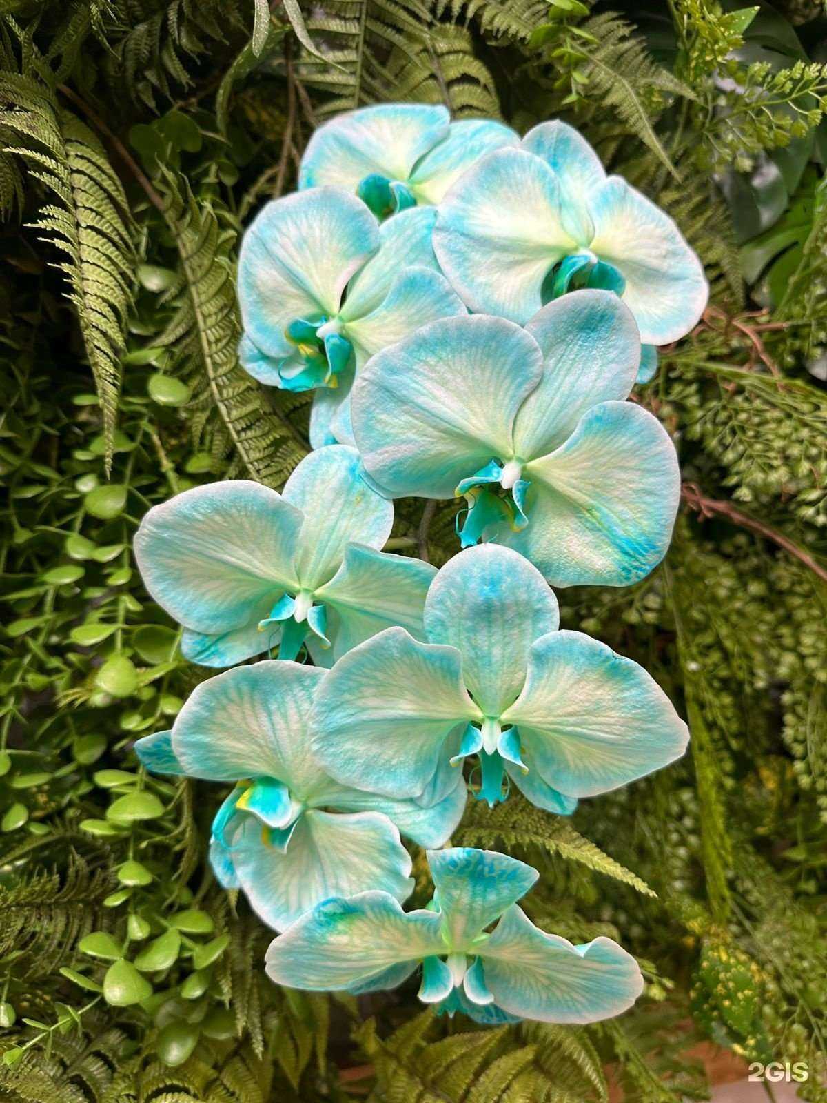 Отзывы на компанию 7цветов-Сибирь в Новосибирске c фото