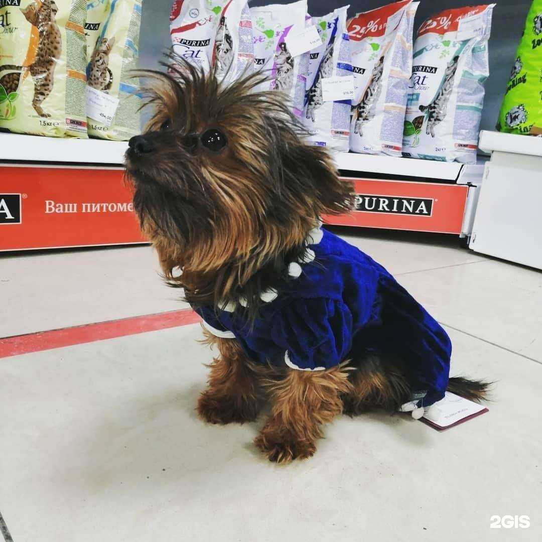 Отзывы на компанию Зоомир в Кемерове c фото