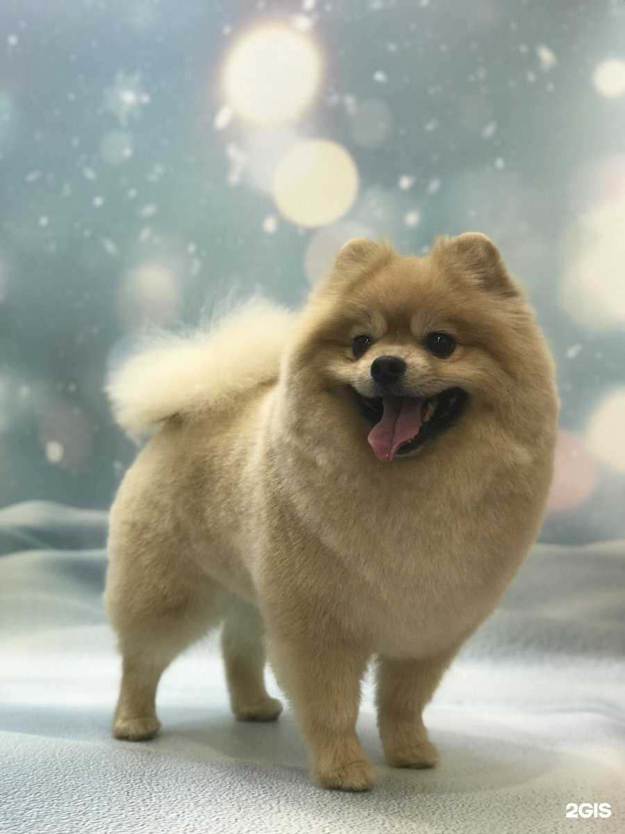 Отзывы на компанию Bomondgroom в г. Тольятти c фото