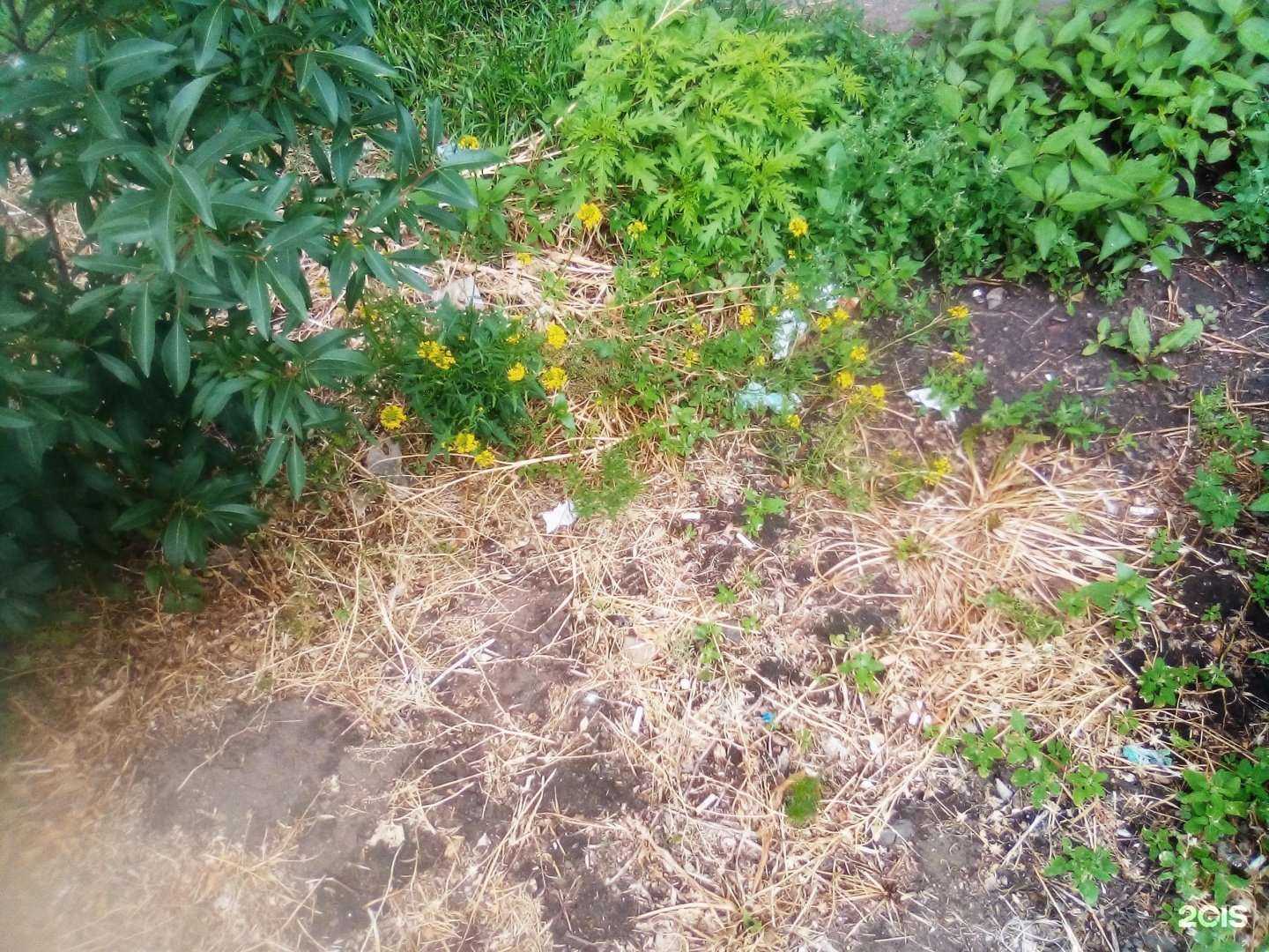 Отзывы на компанию Фармакопейка в Омске c фото - фотография 2 из 2