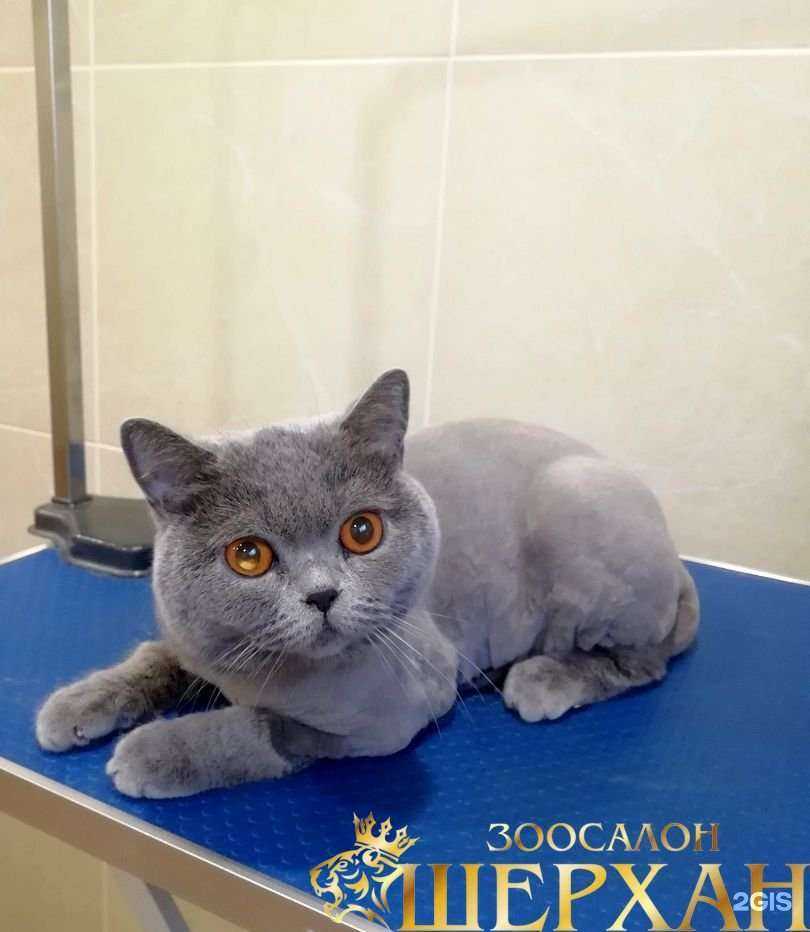 Отзывы на компанию Шерхан в Рязани c фото