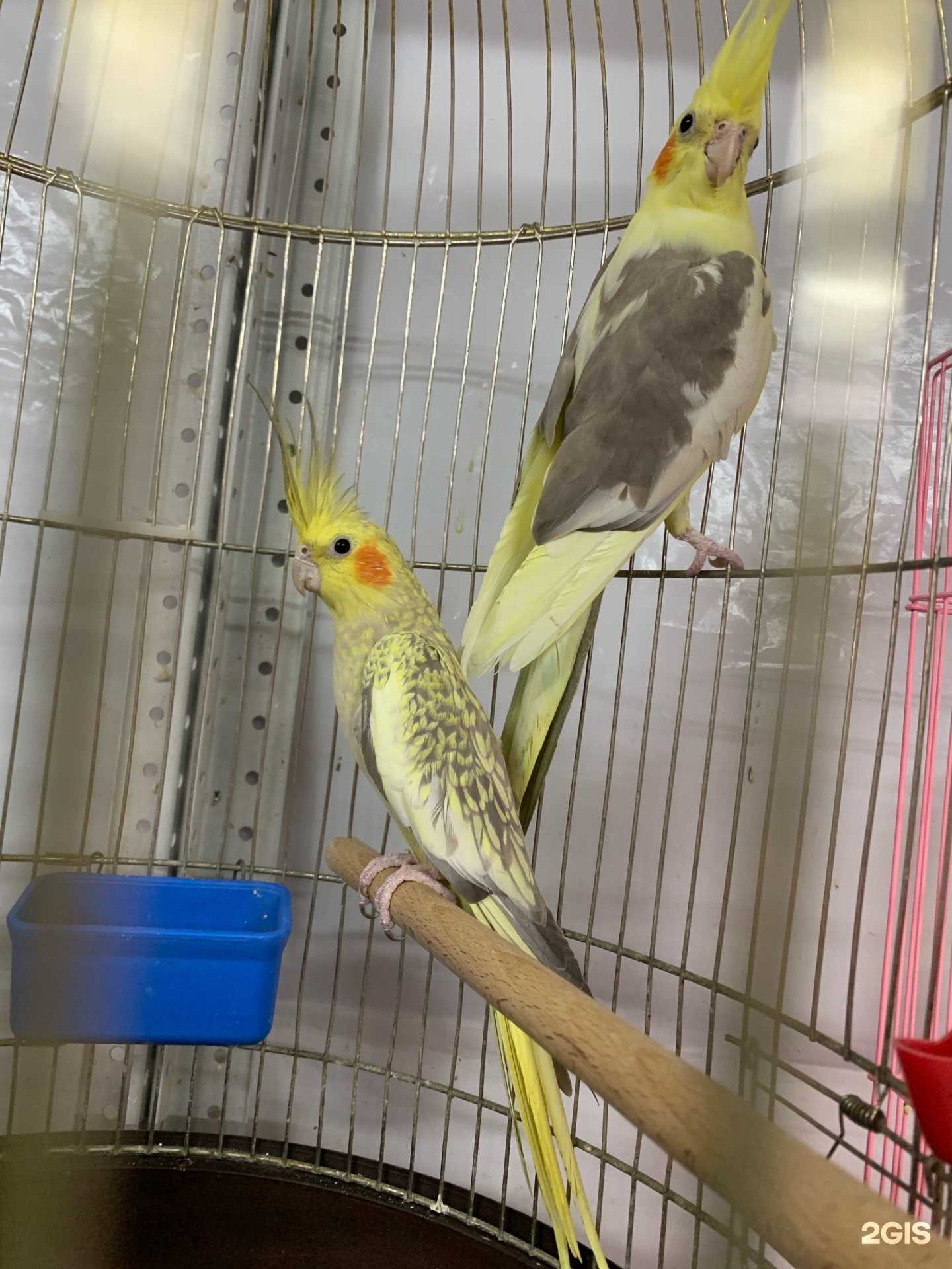 Отзывы на компанию Zоо-Юг в г. Ставрополь c фото