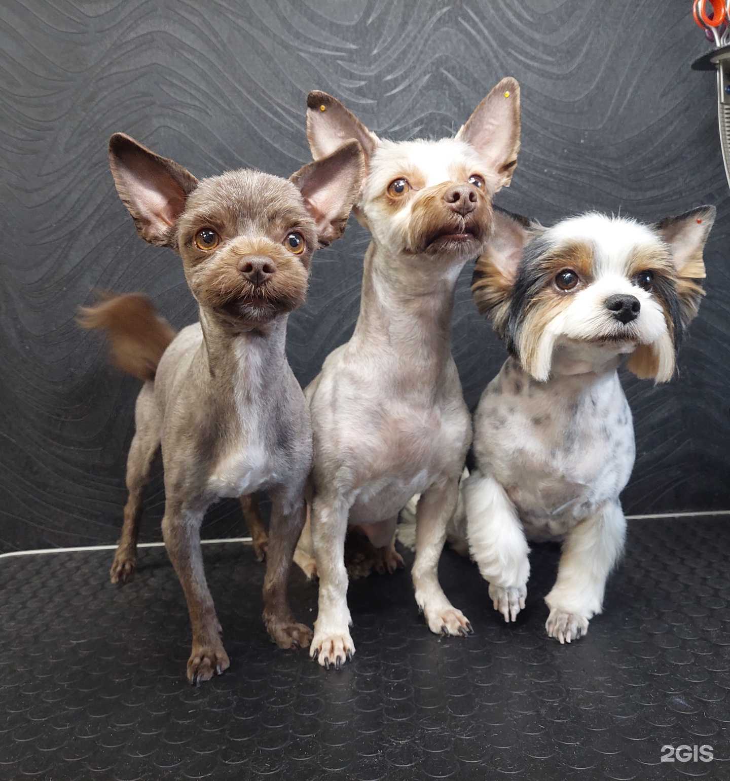 Отзывы на компанию Терьер в Сергиеве Посаде c фото