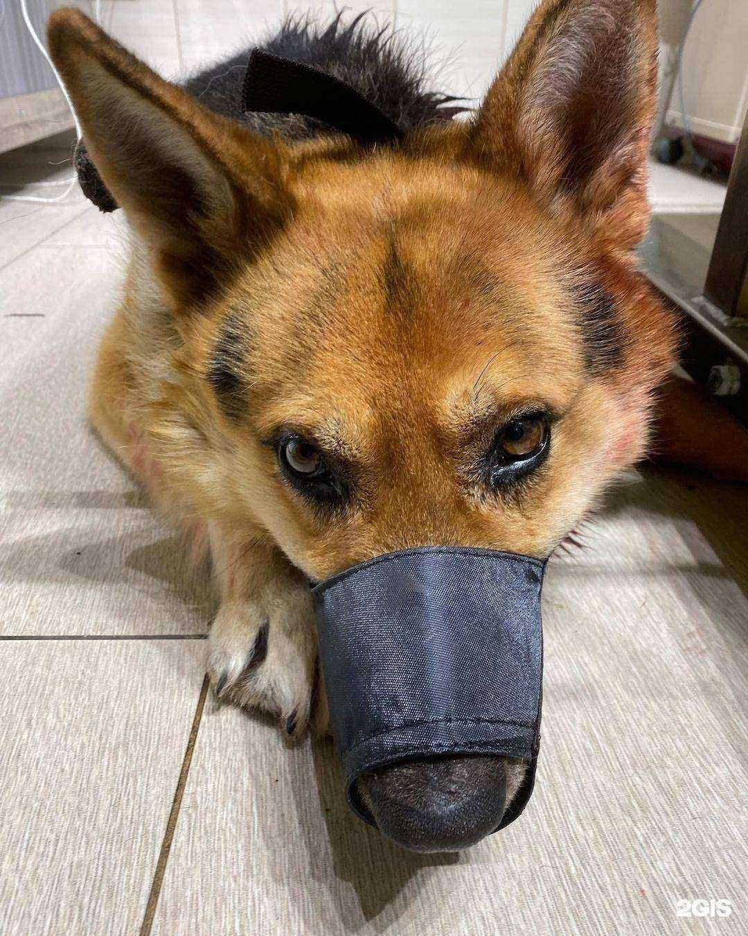 Отзывы на компанию Айболит в г. Шелехов c фото