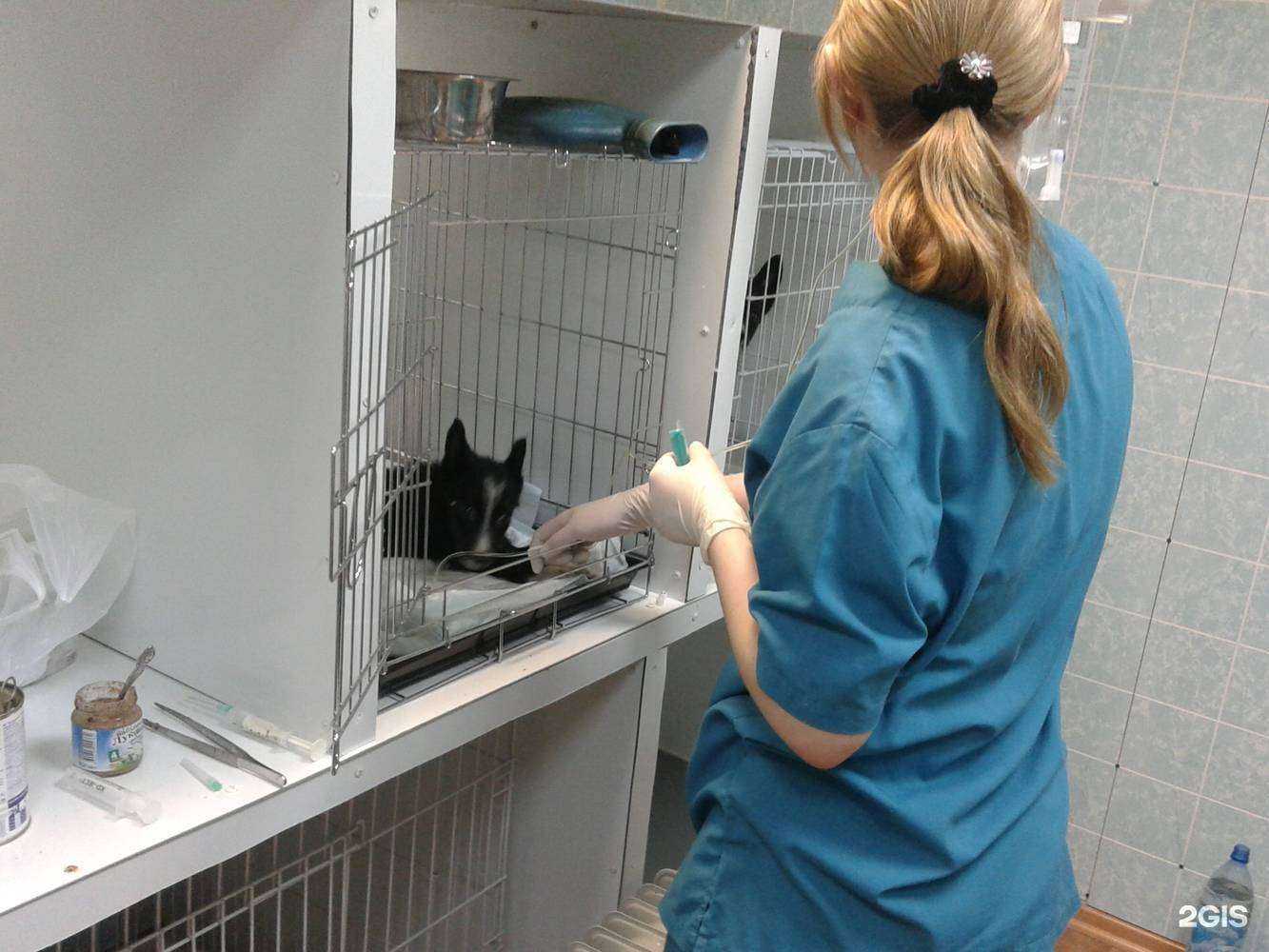 Отзывы на компанию Ветеринарная клиника доктора Седова в г. Ярославль c фото