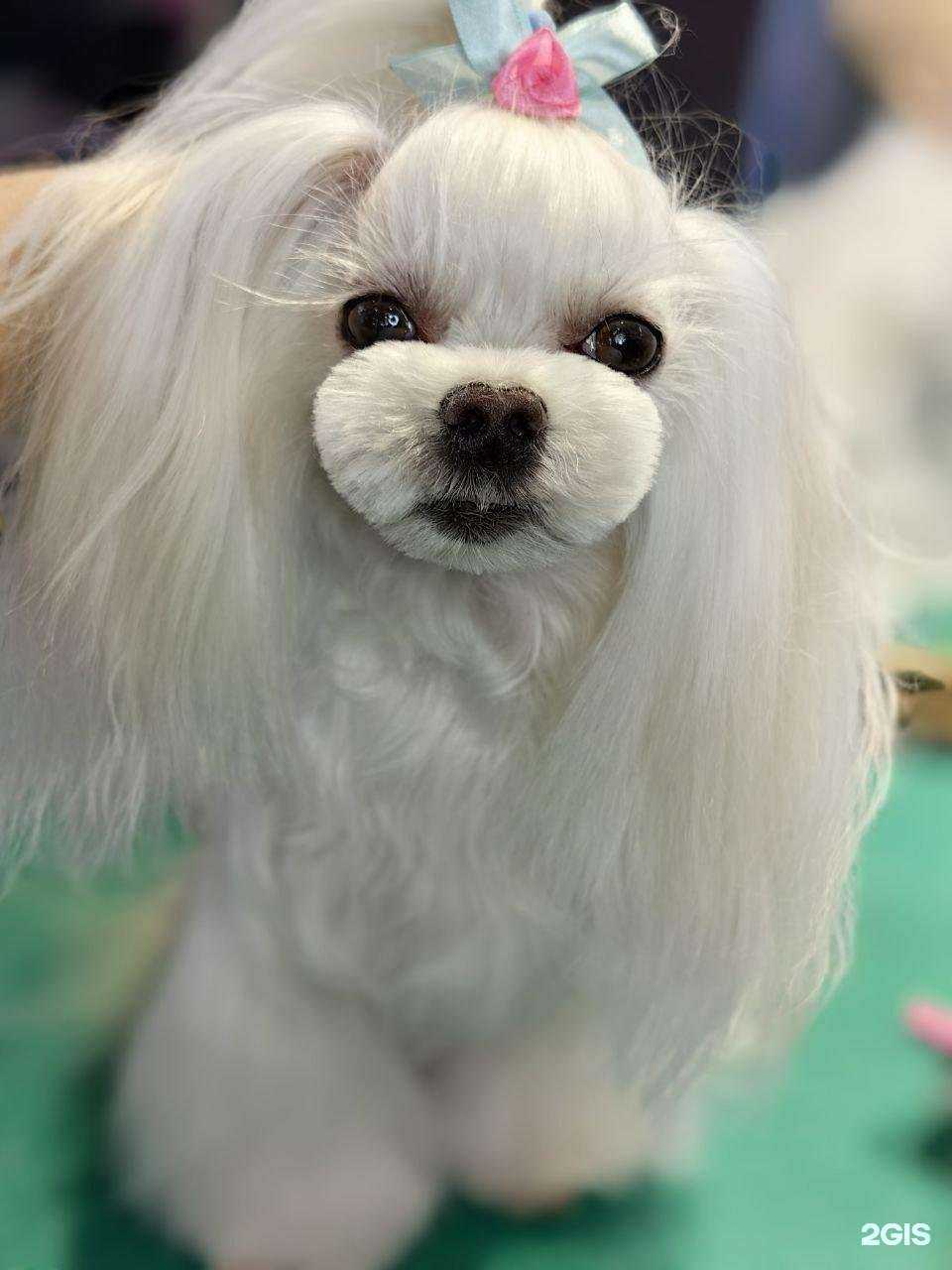 Отзывы на компанию Dogdelo в Казани c фото