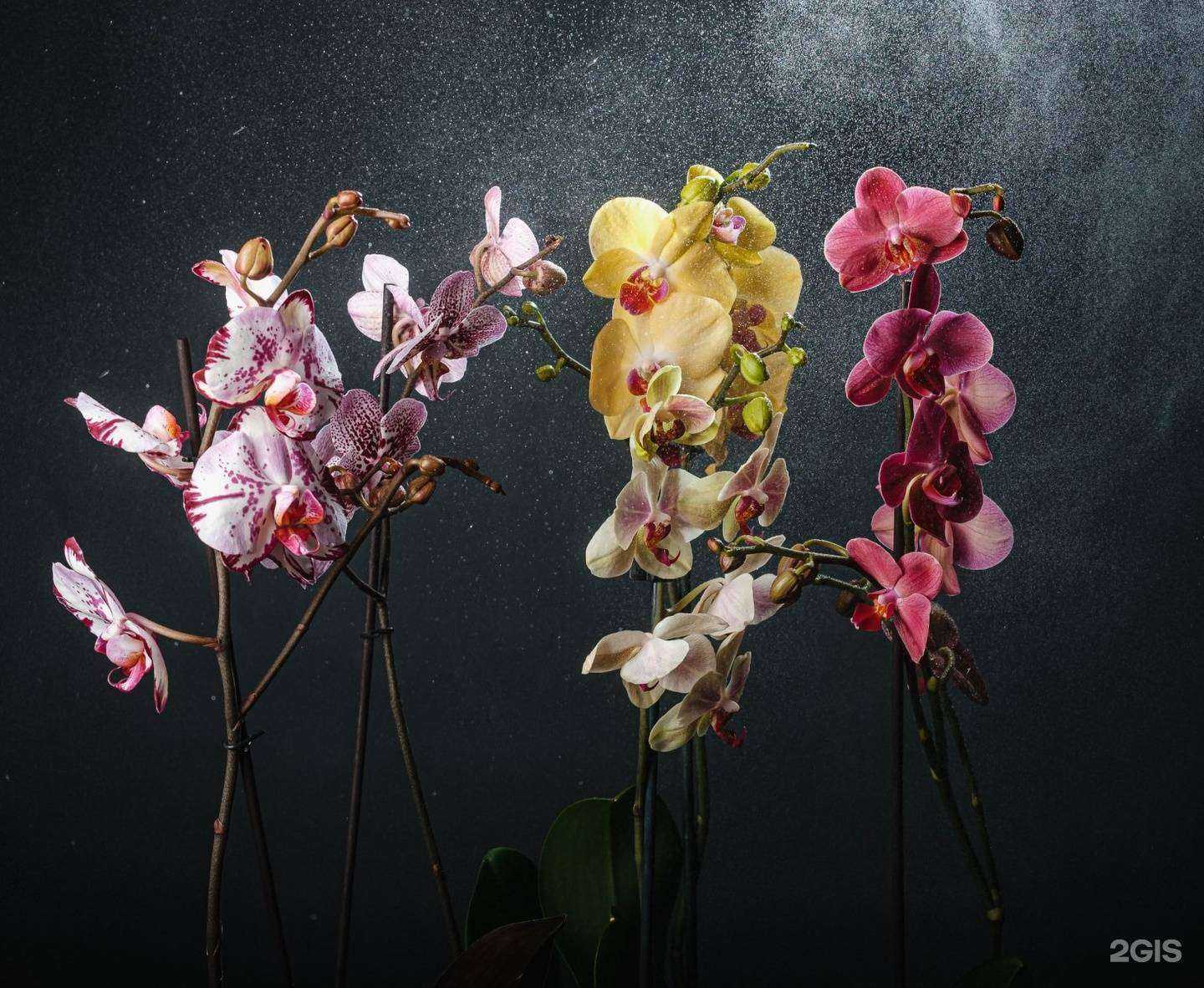 Отзывы на компанию Розмарин в г. Барнаул c фото