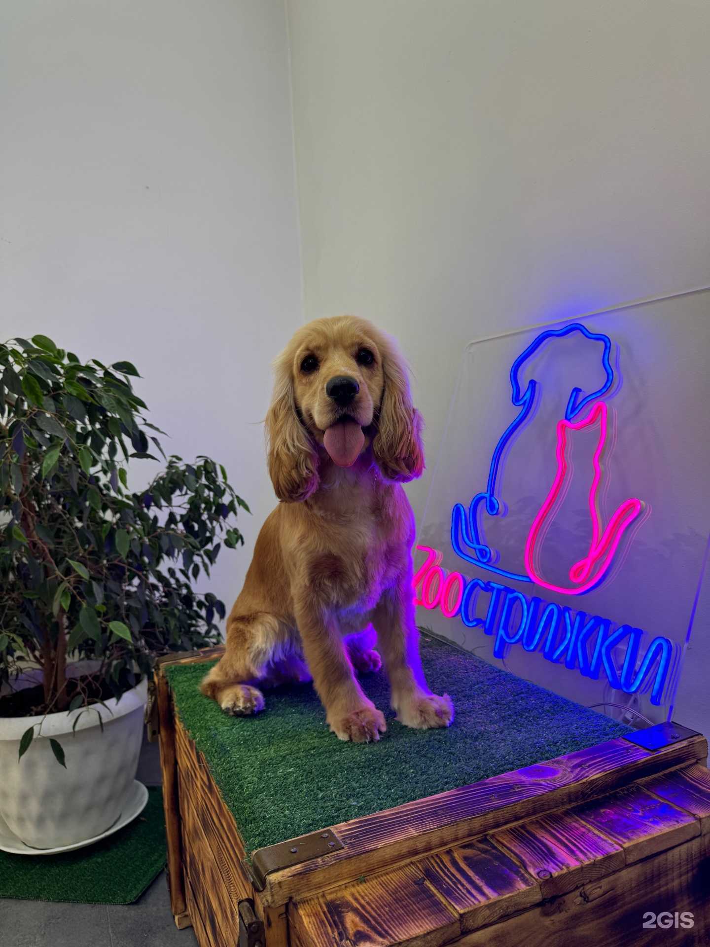 Отзывы на компанию ZooСтрижки в Вихоревке c фото