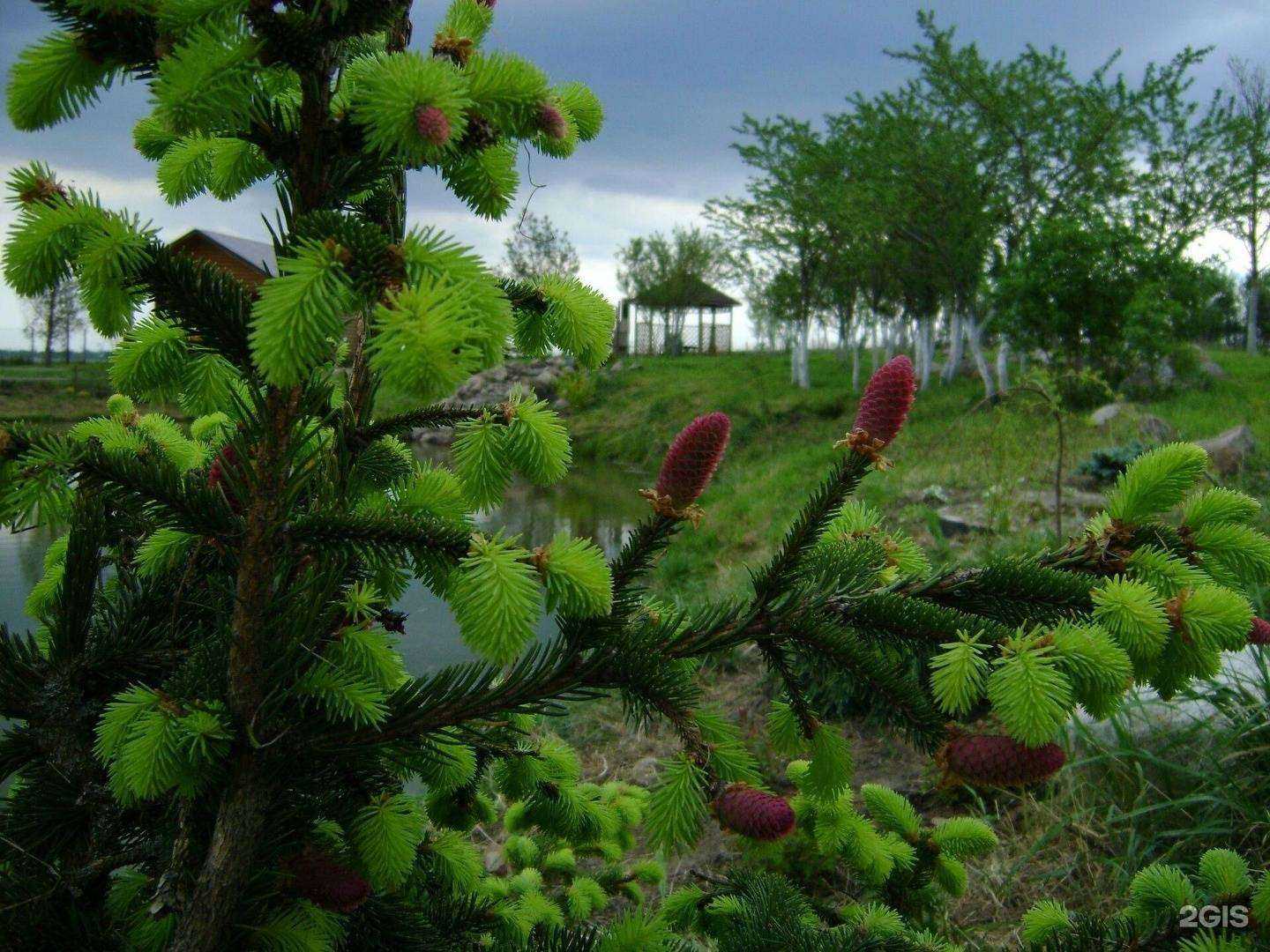 Отзывы на компанию Компания по дизайну территории в Светлом c фото