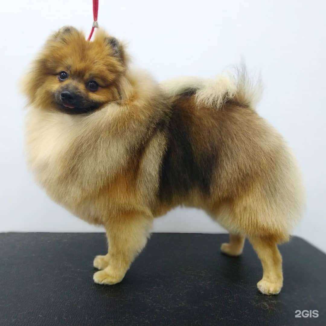 Отзывы на компанию Рыжий пёс в Рязани c фото