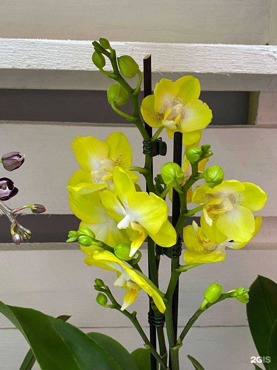 Отзывы на компанию Подари ей цветы в Кисловодске c фото