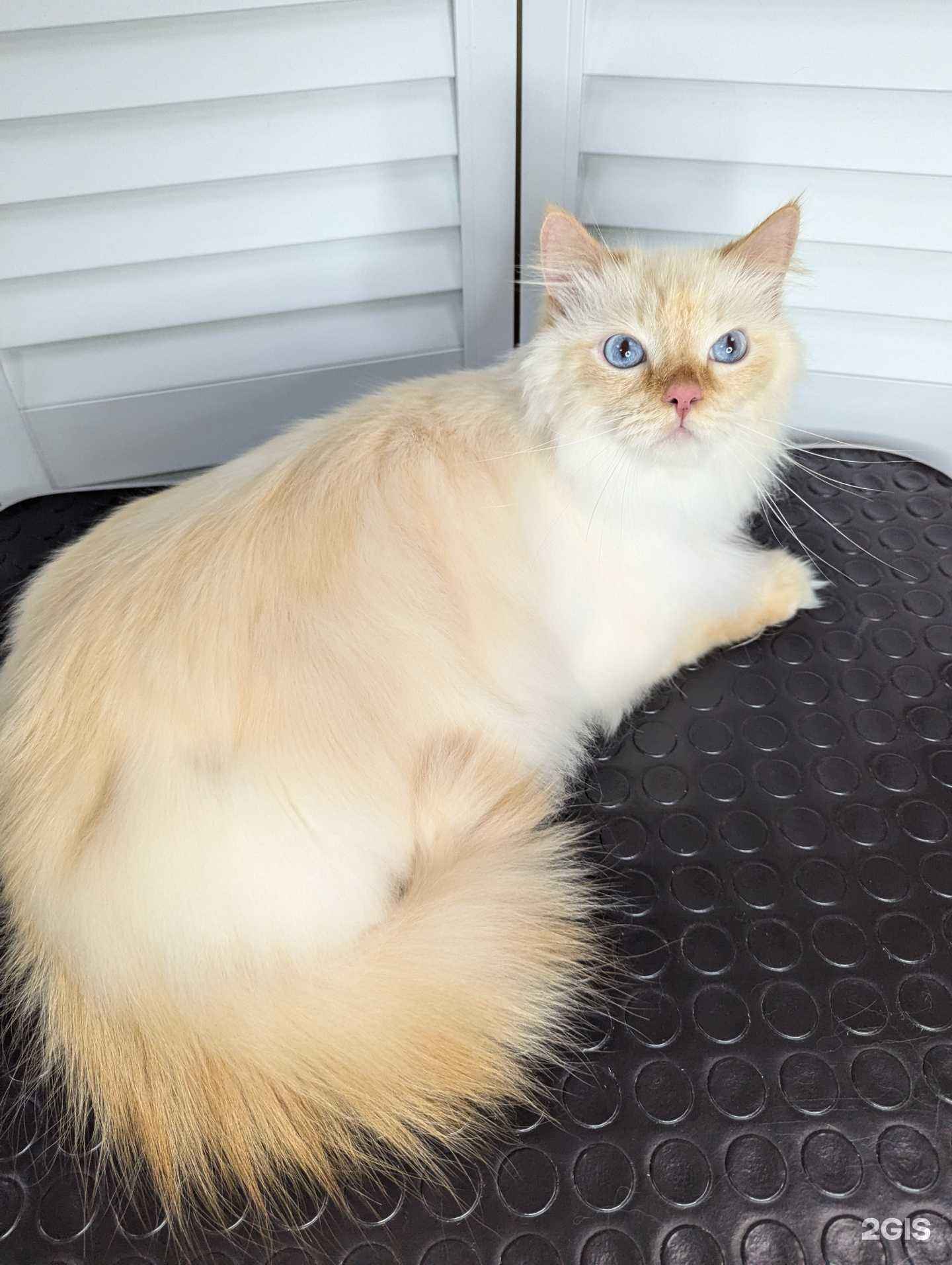 Отзывы на компанию МоллиНика в Жигулевске c фото