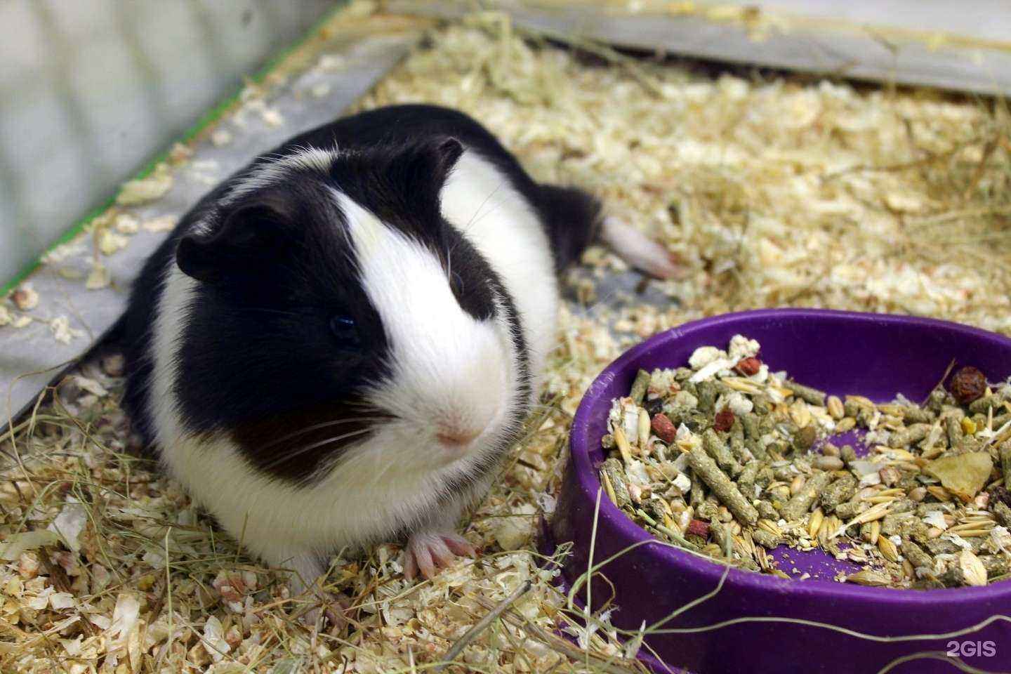 Отзывы на компанию ПланетаZoo в г. Смоленск c фото