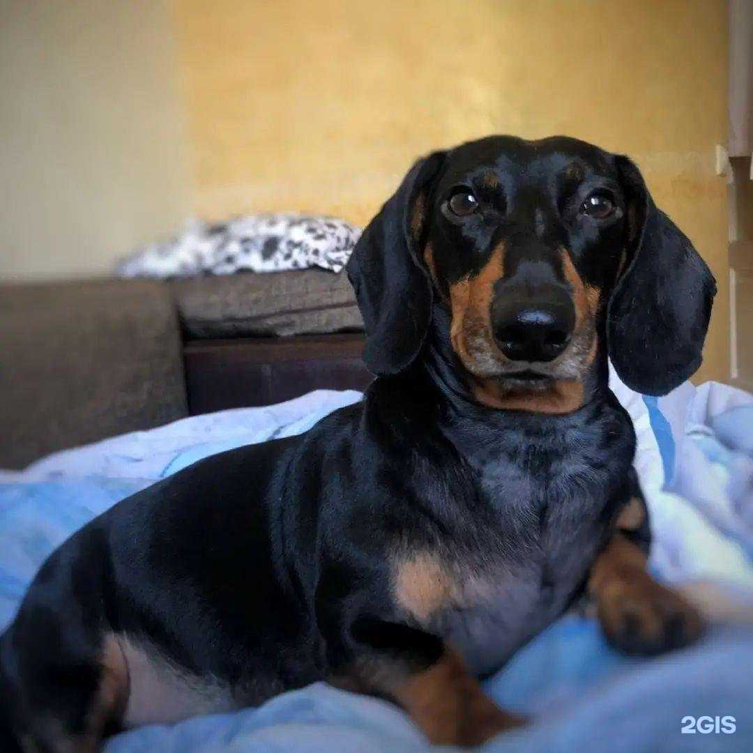 Отзывы на компанию Жёлтая собака в Волгограде c фото