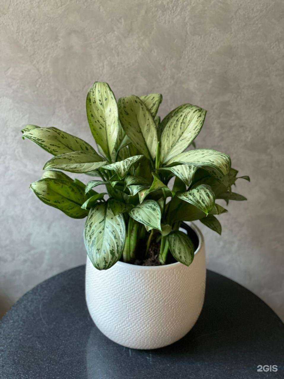 Отзывы на компанию О! Цветы в Ульяновске c фото