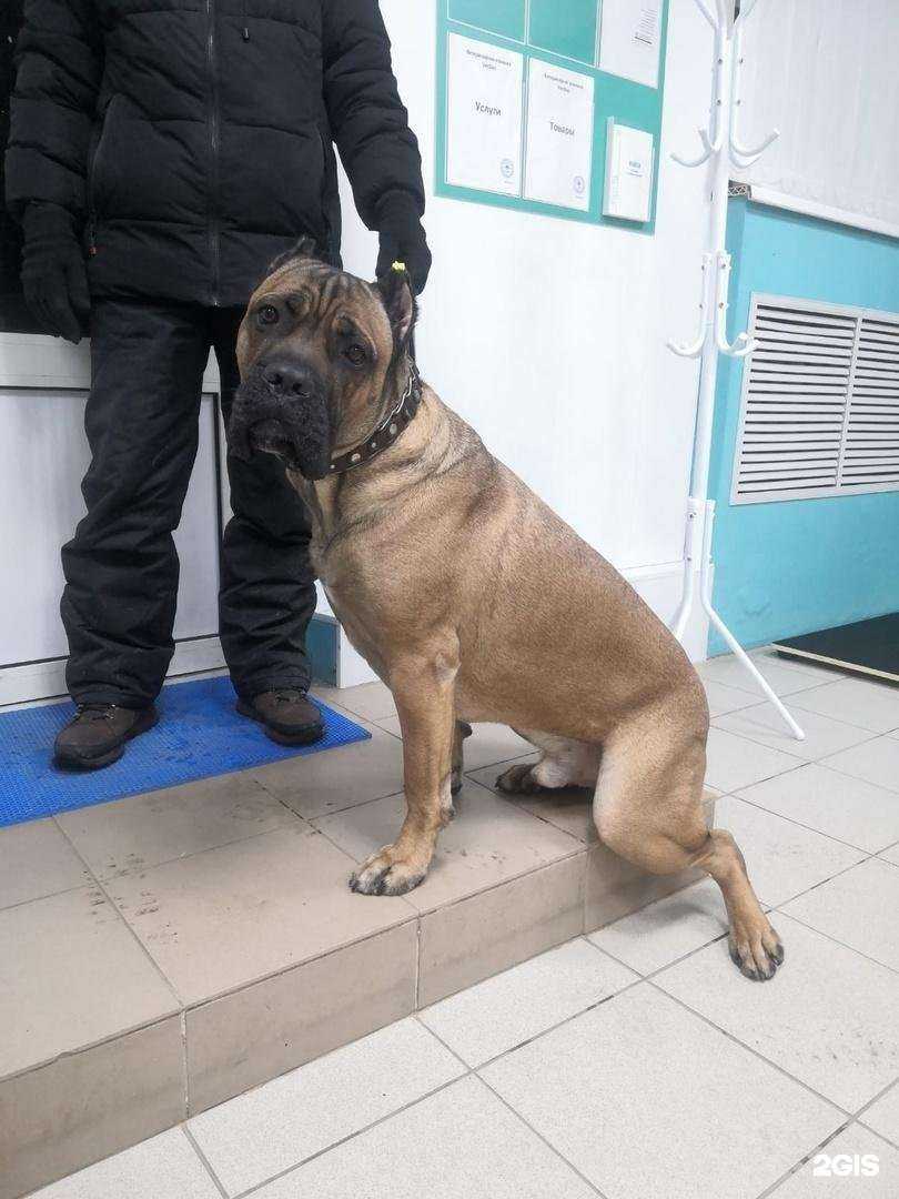 Отзывы на компанию VetDoc в Туле c фото