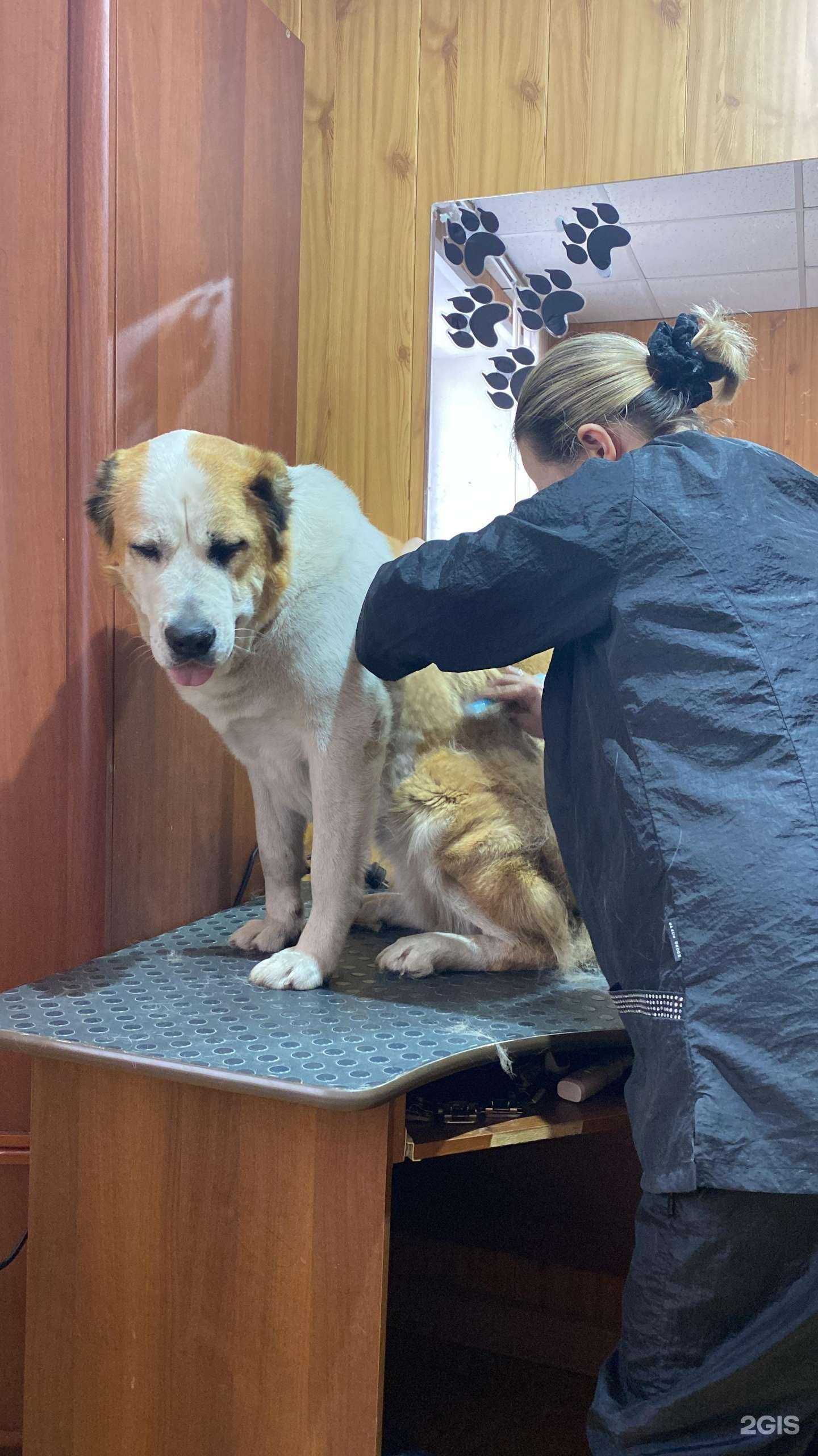 Отзывы на компанию Doggi Times в г. Новосибирск c фото