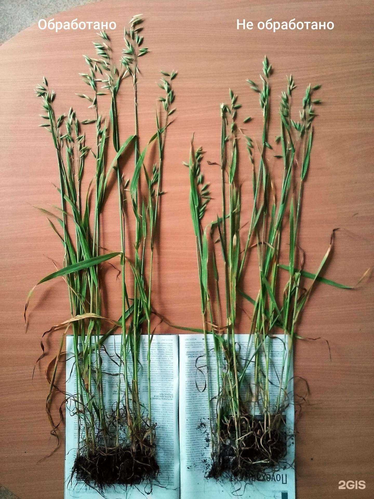 Отзывы на компанию Бигрин в г. Барнаул c фото