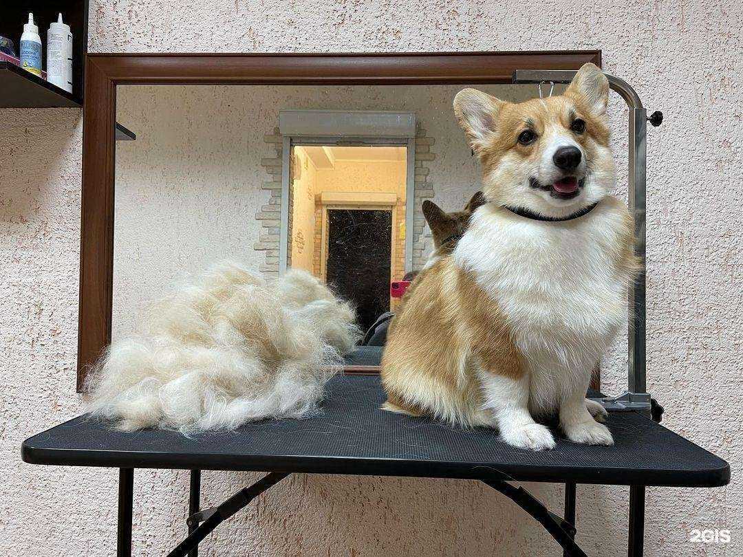 Отзывы на компанию Мистер Лапка в г. Краснодар c фото