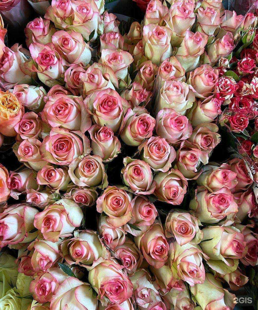 Отзывы на компанию Планта в Калининграде c фото