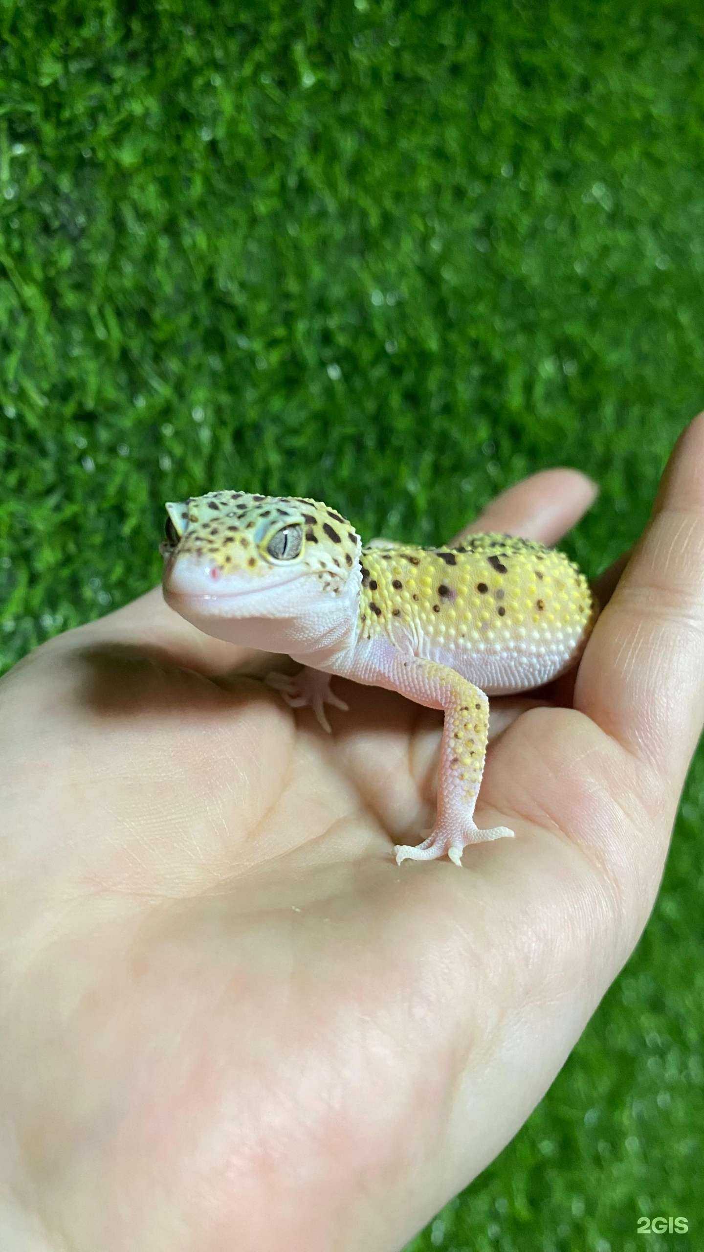 Отзывы на компанию Купи слона в Каспийске c фото