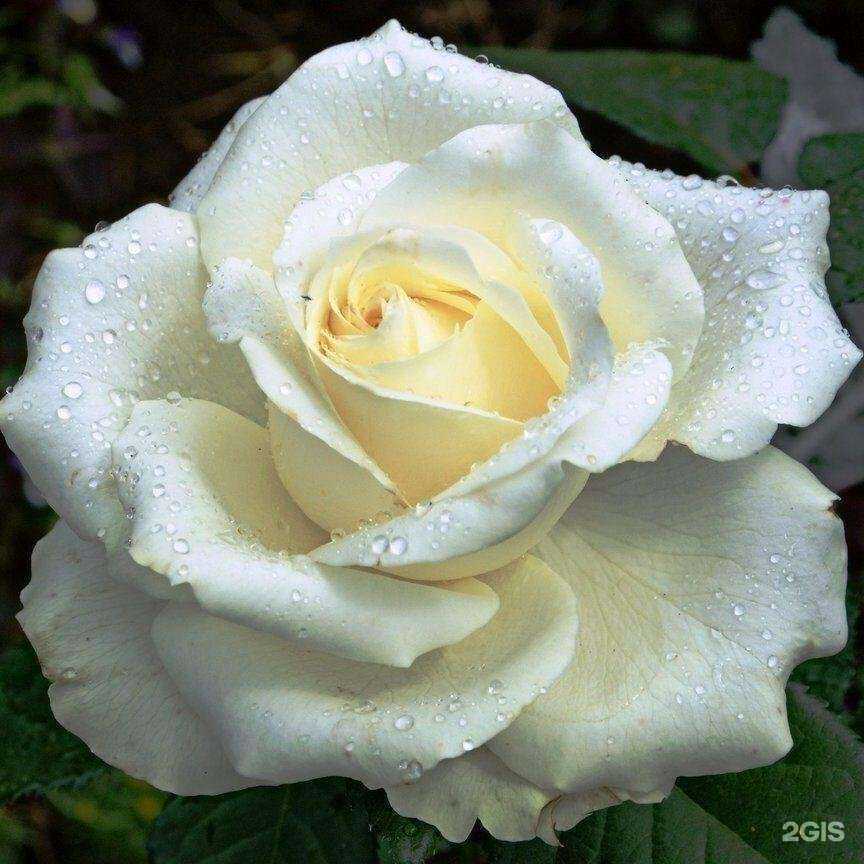 Отзывы на компанию Сибирский питомник в Омске c фото