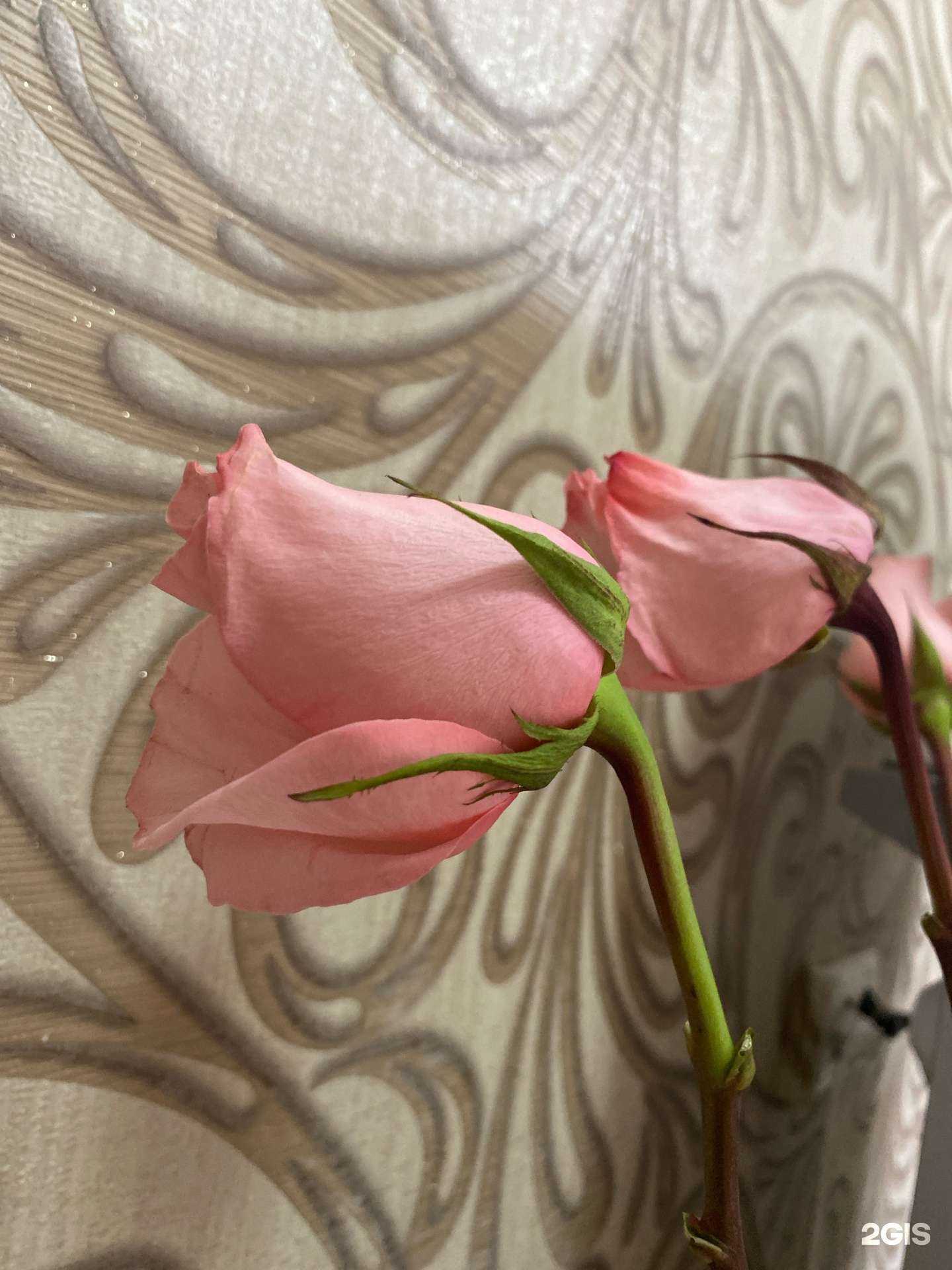 Отзывы на компанию Каталия в г. Абакан c фото