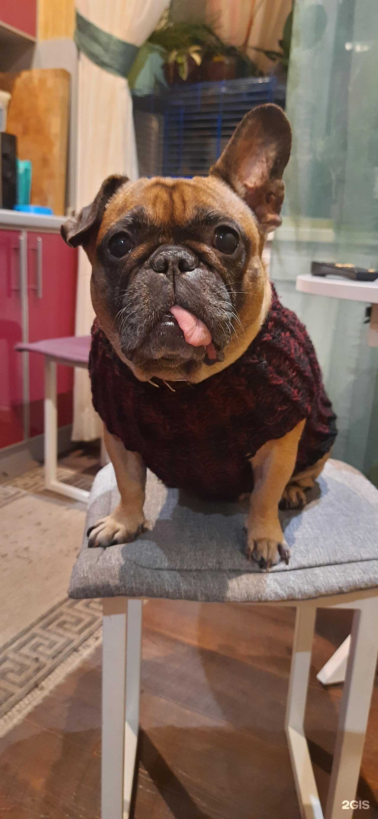 Отзывы на компанию Айболит+ в Рязани c фото