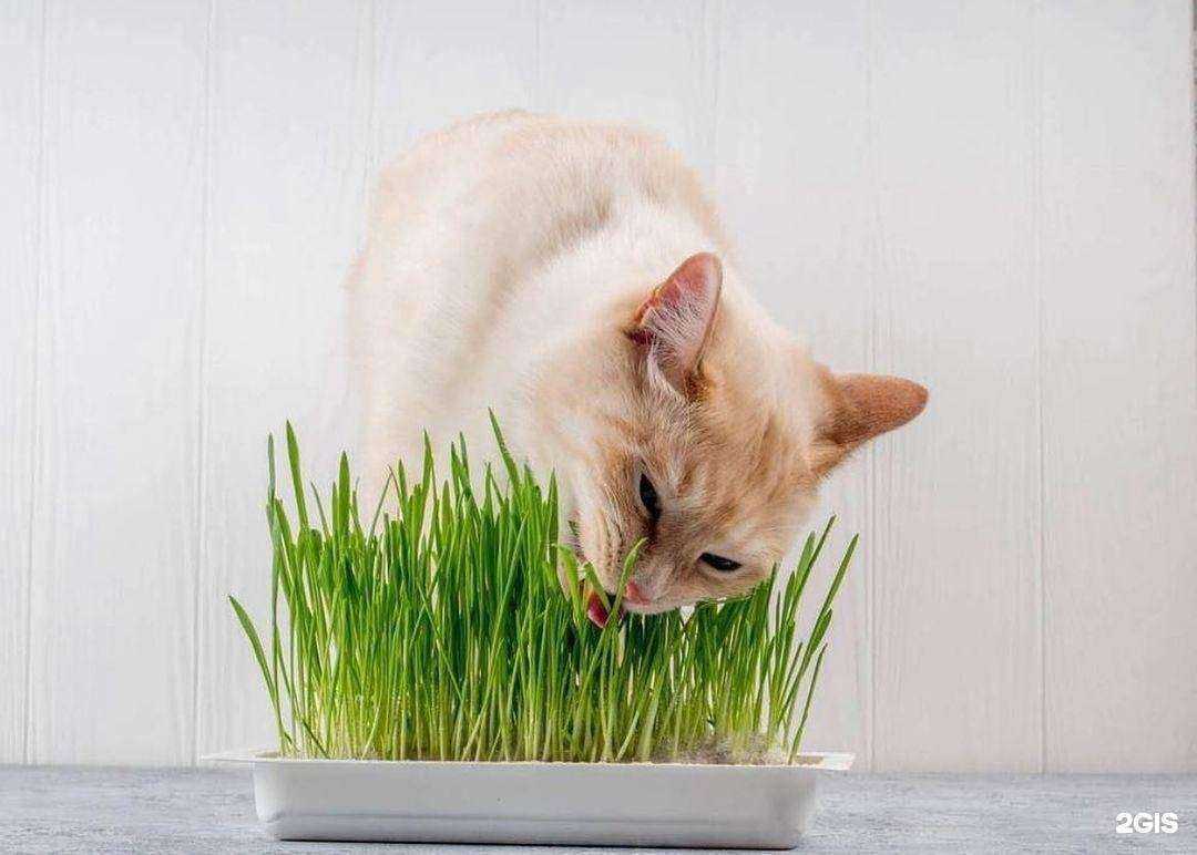 Отзывы на компанию Садовод в Черногорске c фото