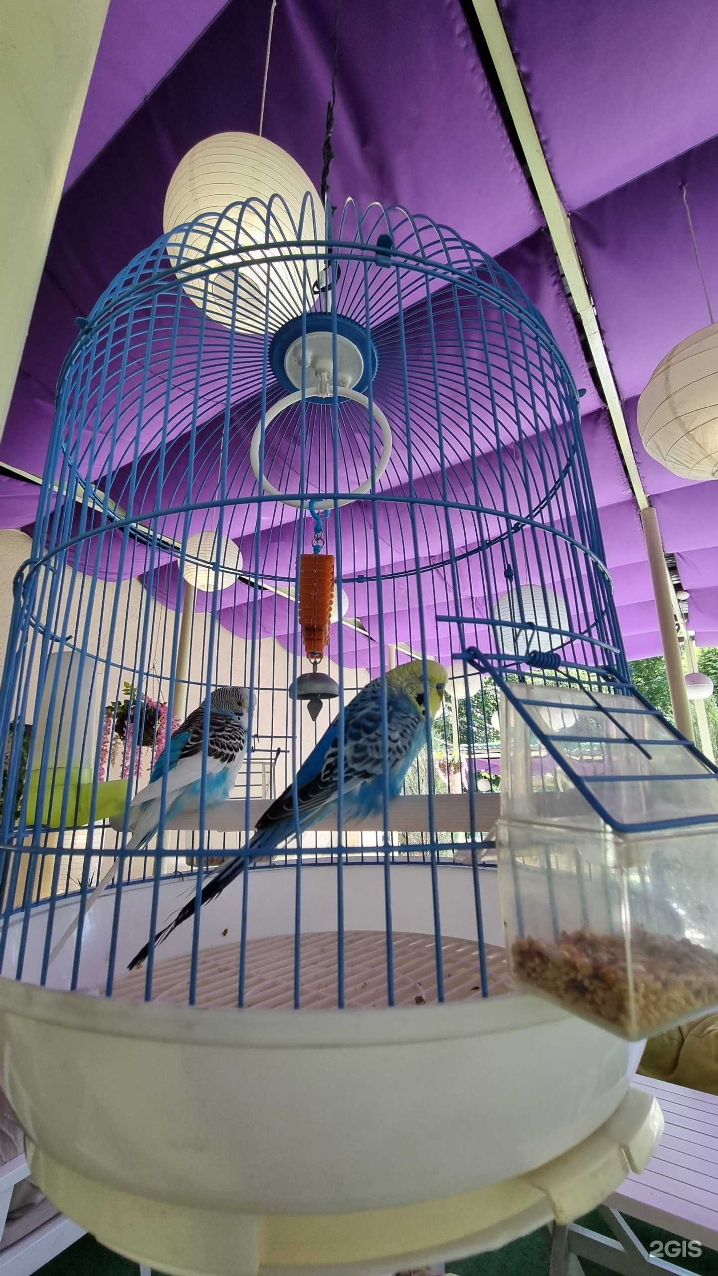 Отзывы на компанию Bing Gyros в г. Саратов c фото