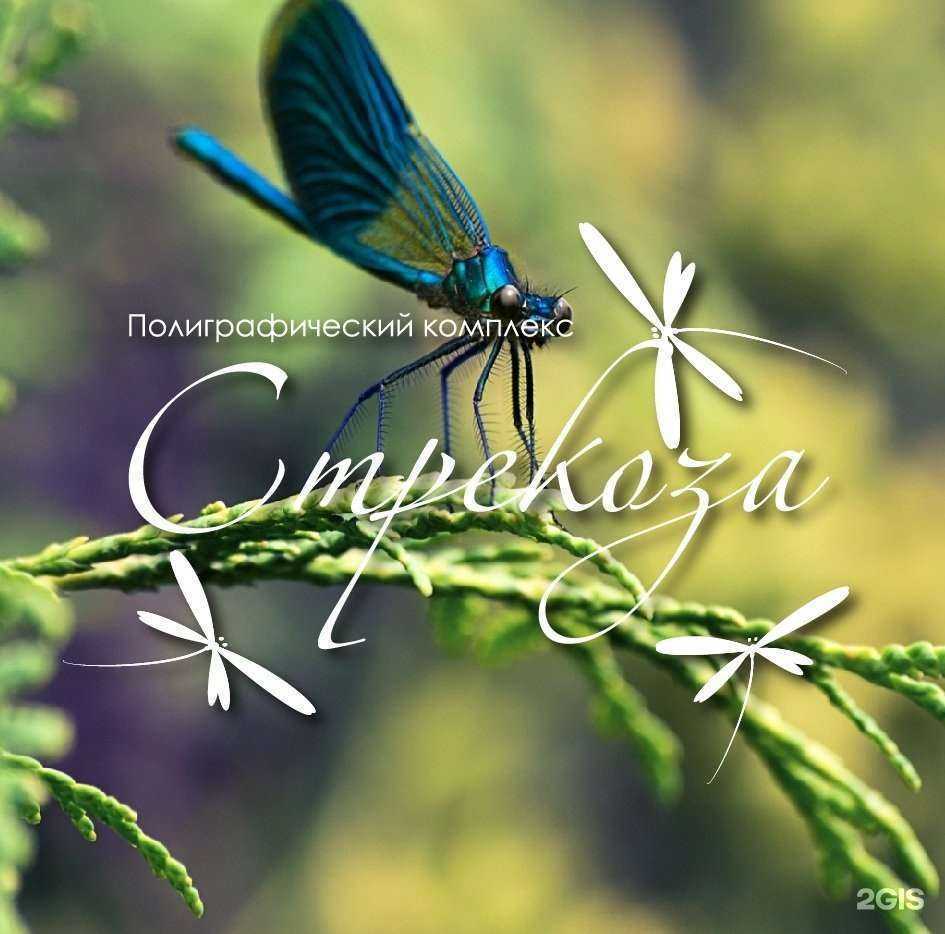 Отзывы на компанию Стрекоза в г. Владивосток c фото