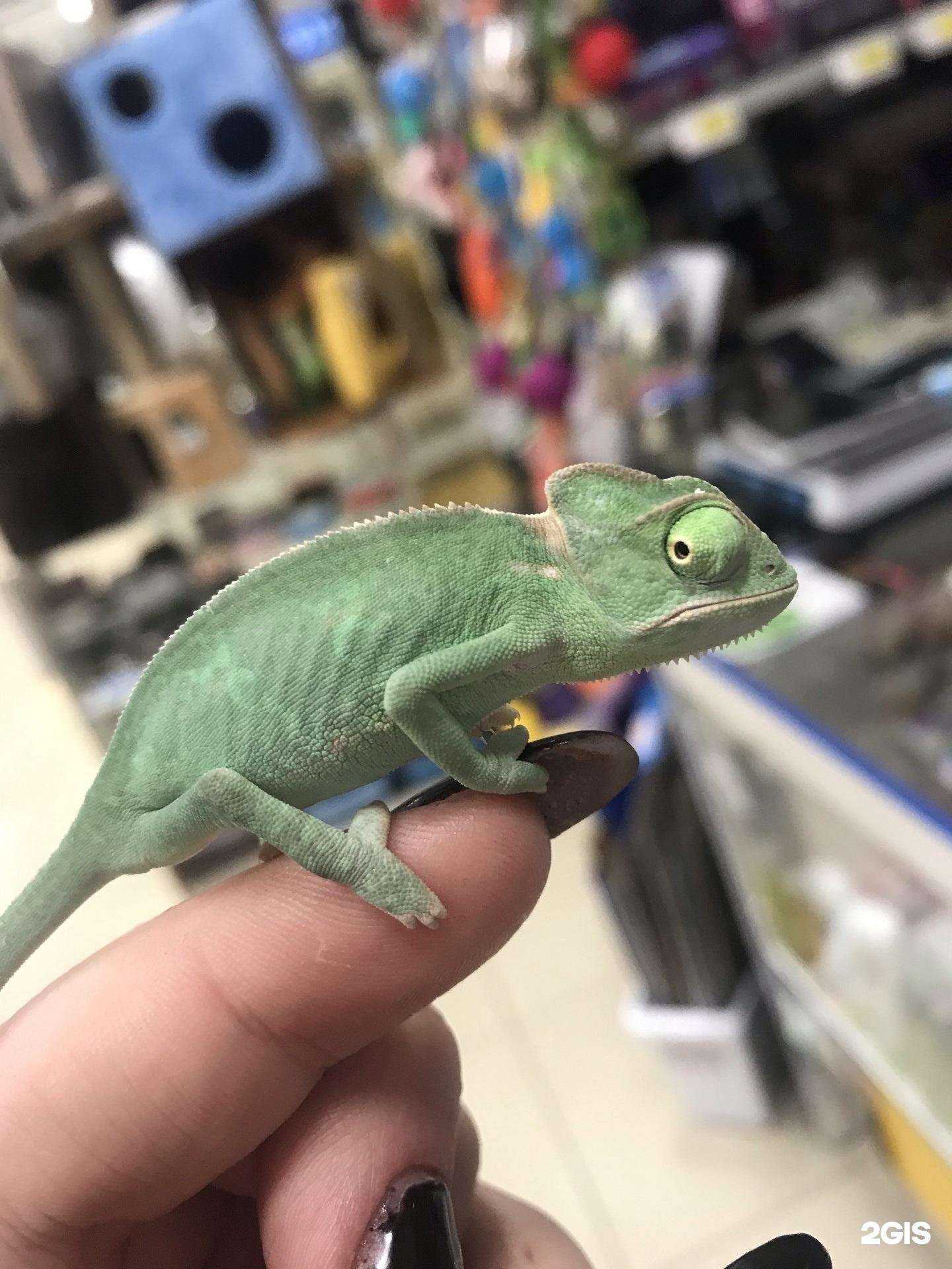 Отзывы на компанию Agent zoo в Набережных Челнах c фото