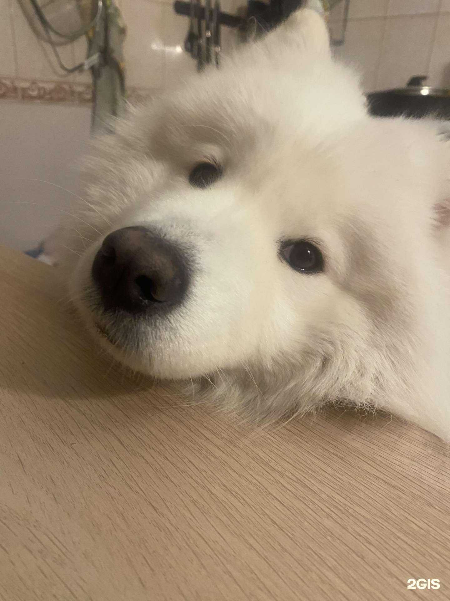 Отзывы на компанию Красный кролик в Новосибирске c фото