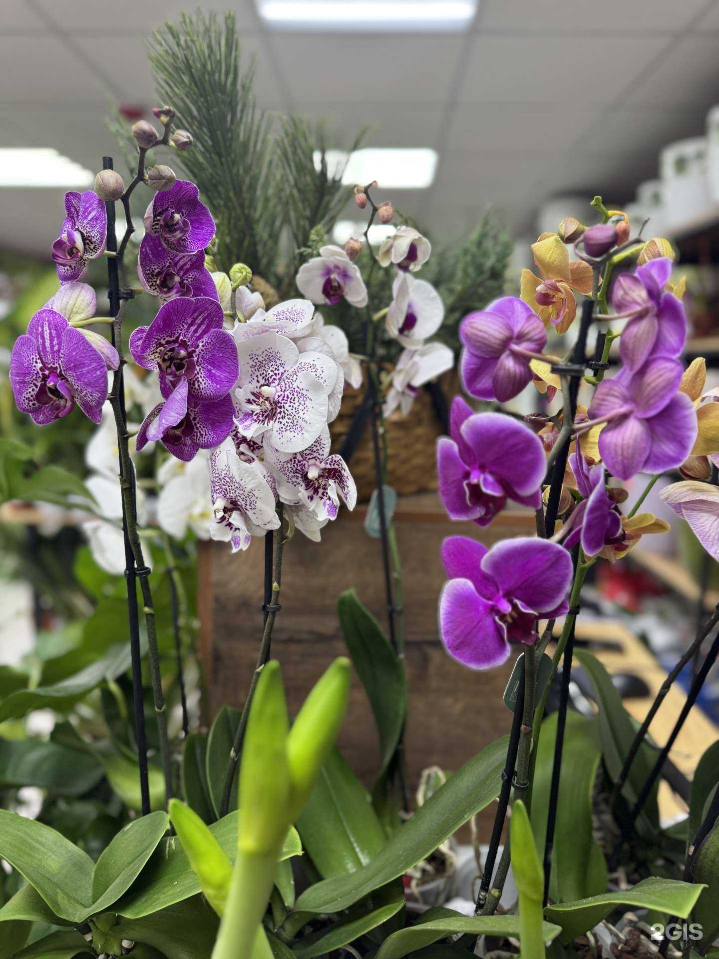 Отзывы на компанию Jungle Bird в г. Астрахань c фото