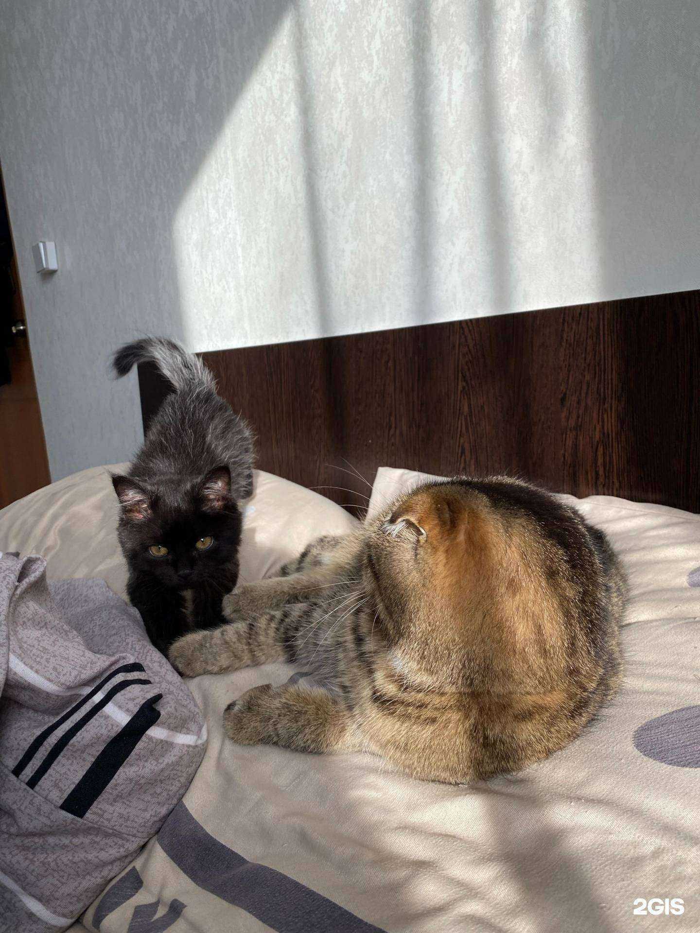 Отзывы на компанию Айболит в Артёме c фото