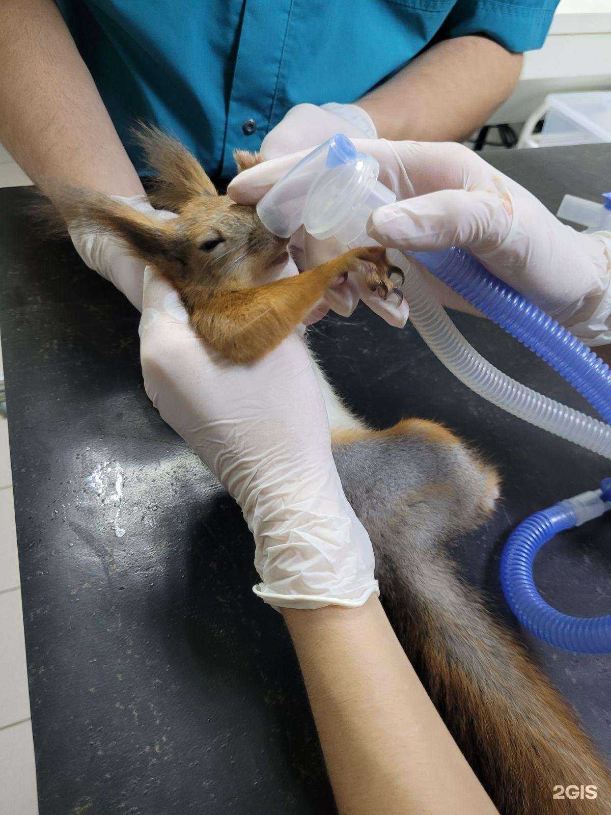 Отзывы на компанию Animals в Волгограде c фото
