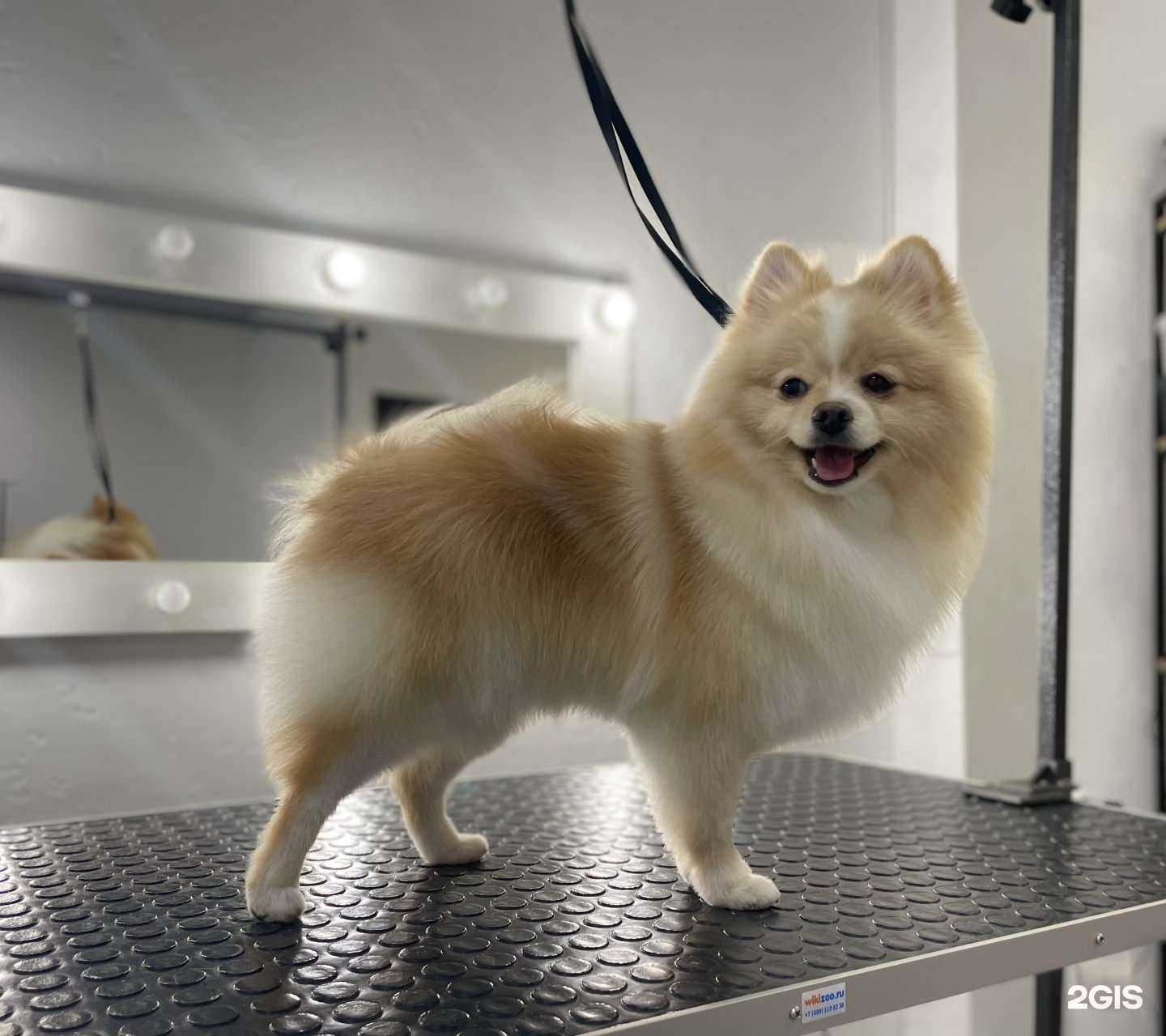 Отзывы на компанию Лапы Вверх! в г. Томск c фото