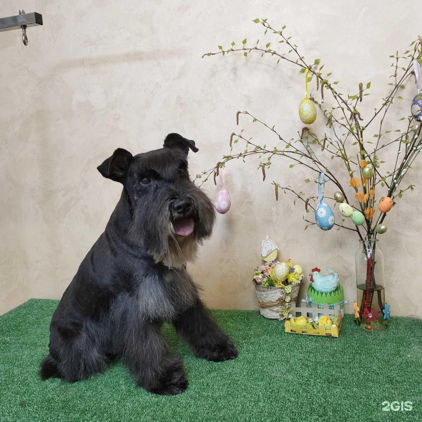 Отзывы на компанию Пушистый модник в г. Йошкар-Ола c фото