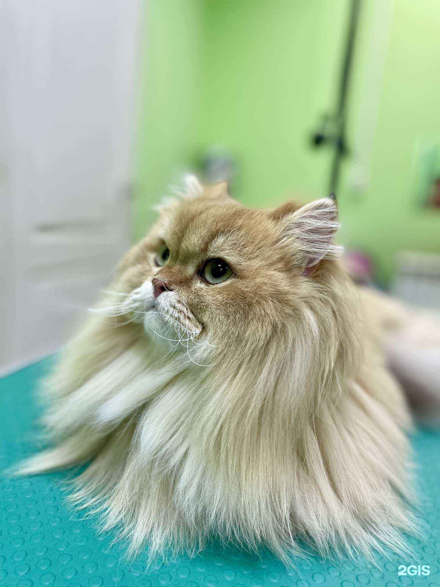 Отзывы на компанию Артемон в г. Вологда c фото