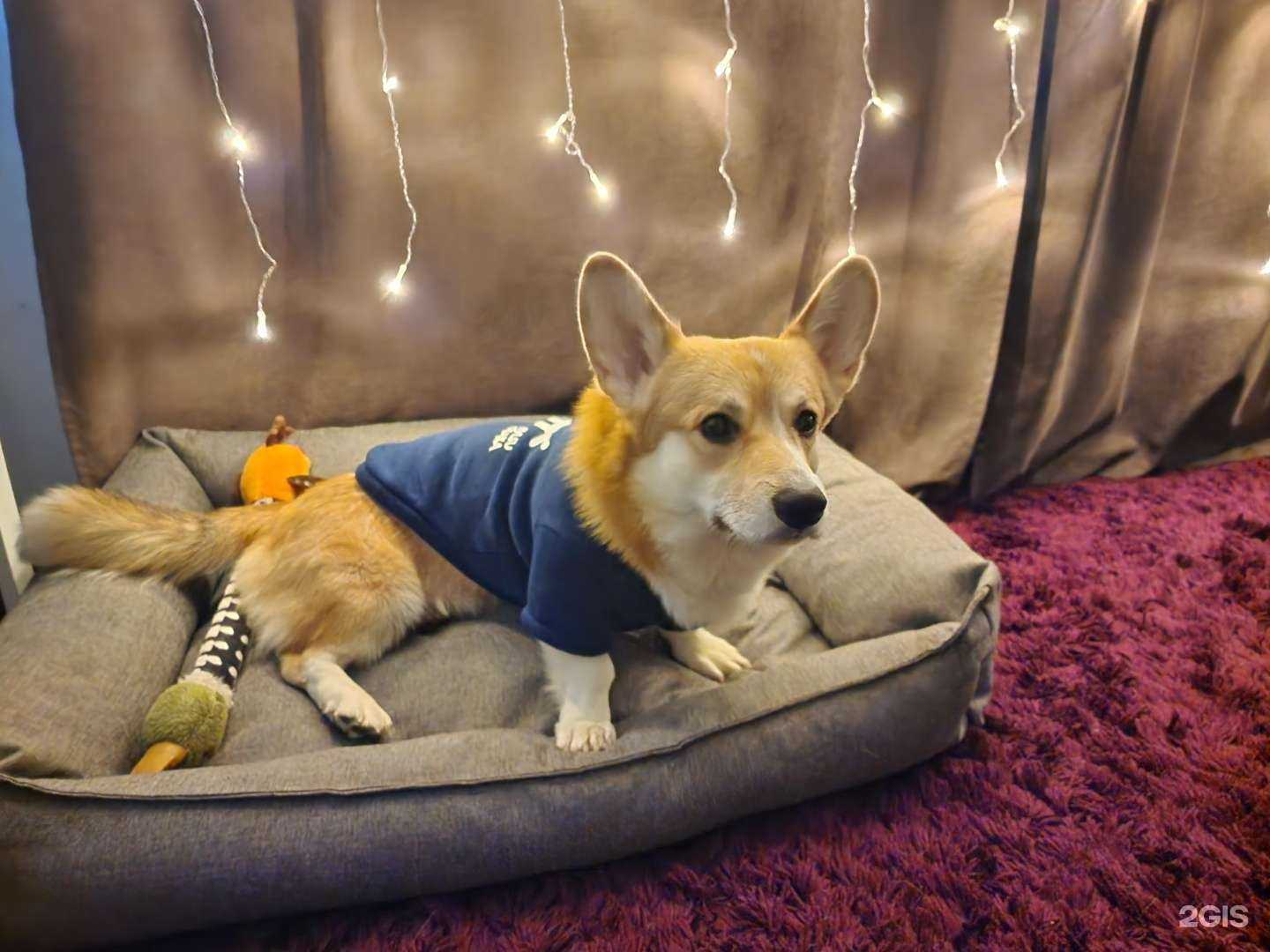 Отзывы на компанию Кот и пëс в Красноярске c фото