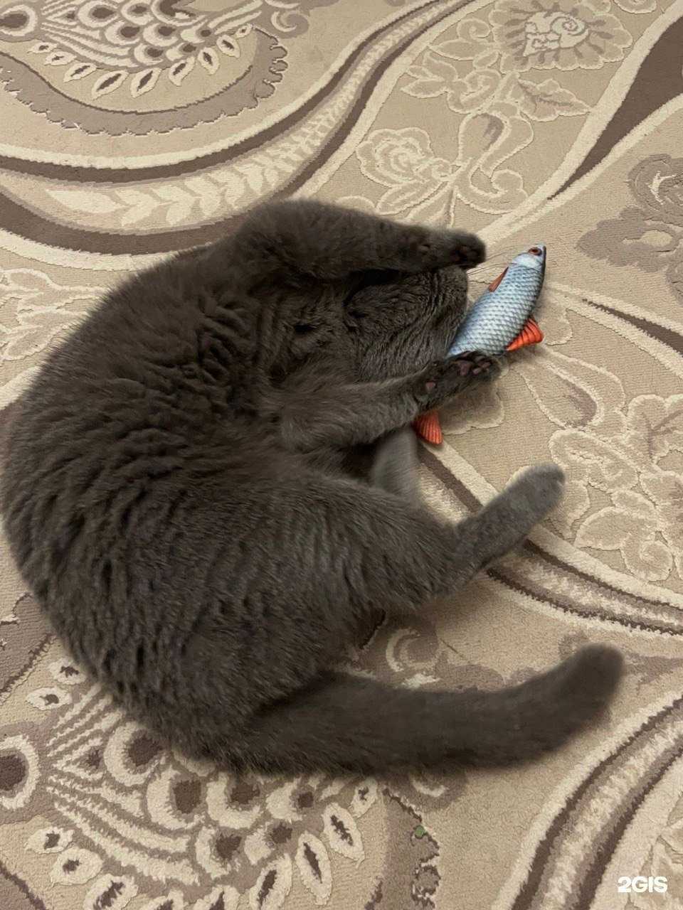 Отзывы на компанию ЗооОптТорг.рф в г. Саратов c фото