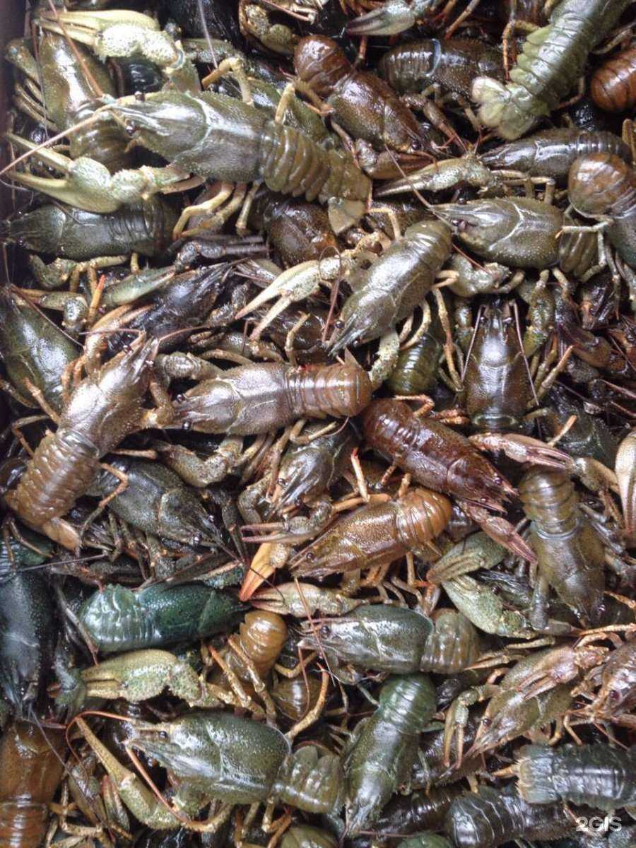 Отзывы на компанию Раки круглый год! в г. Липецк c фото