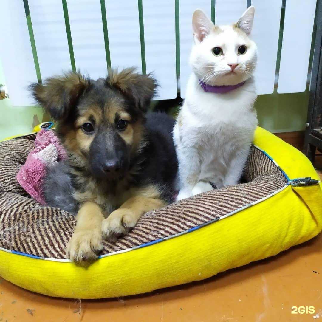 Отзывы на компанию Альфа вет в Уссурийске c фото