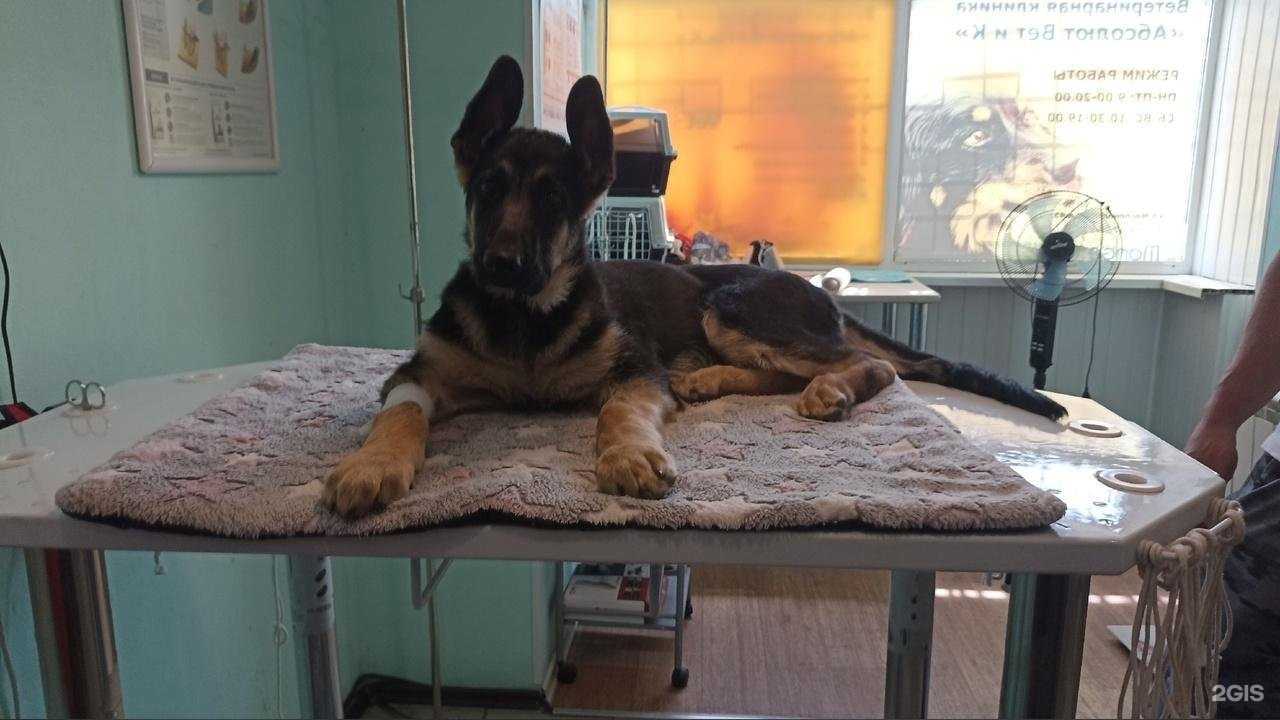 Отзывы на компанию Абсолют-вет и к в г. Омск c фото