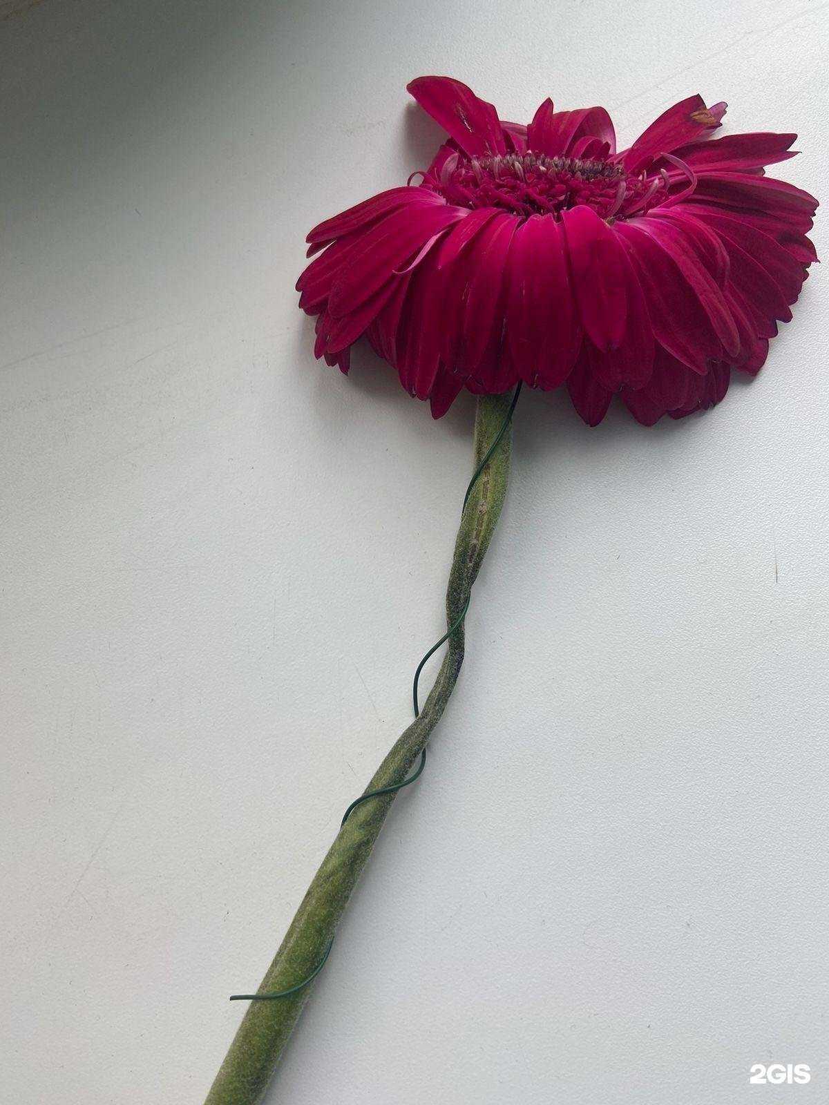 Отзывы на компанию Фиалка в Чебоксарах c фото