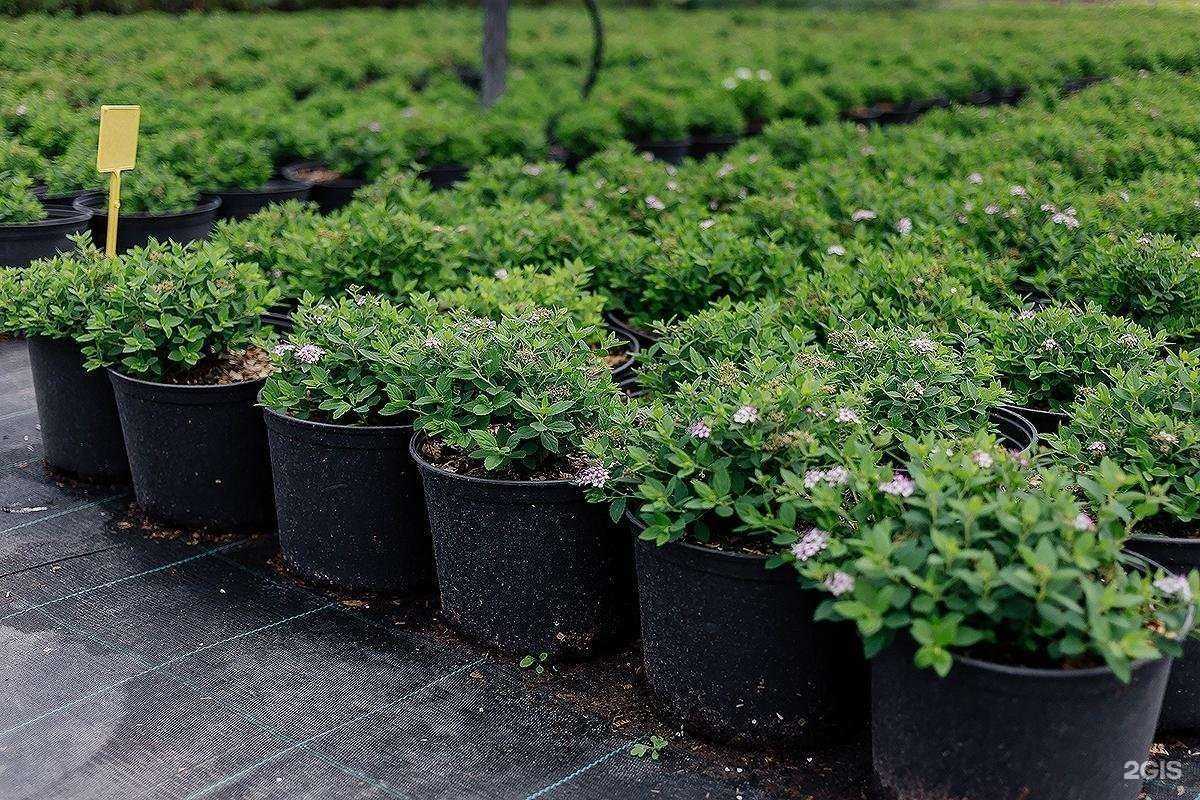 Отзывы на компанию Плезир-ландшафт в г. Казань c фото