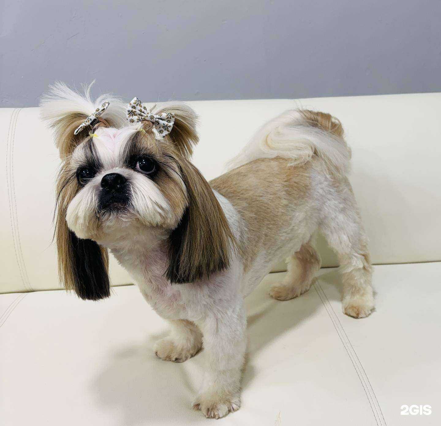 Отзывы на компанию Пушистик в Владимире c фото