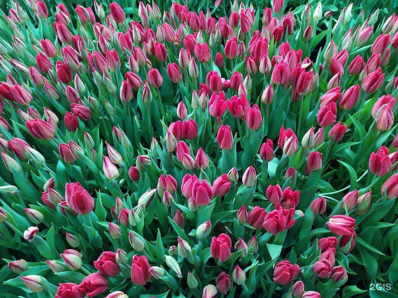 Отзывы на компанию Красная Нива в Долгопрудном c фото