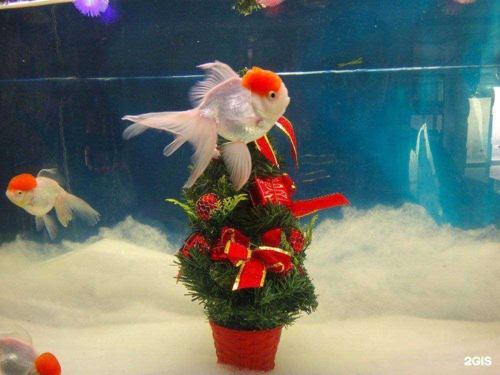 Отзывы на компанию Аквариумистика в г. Краснодар c фото